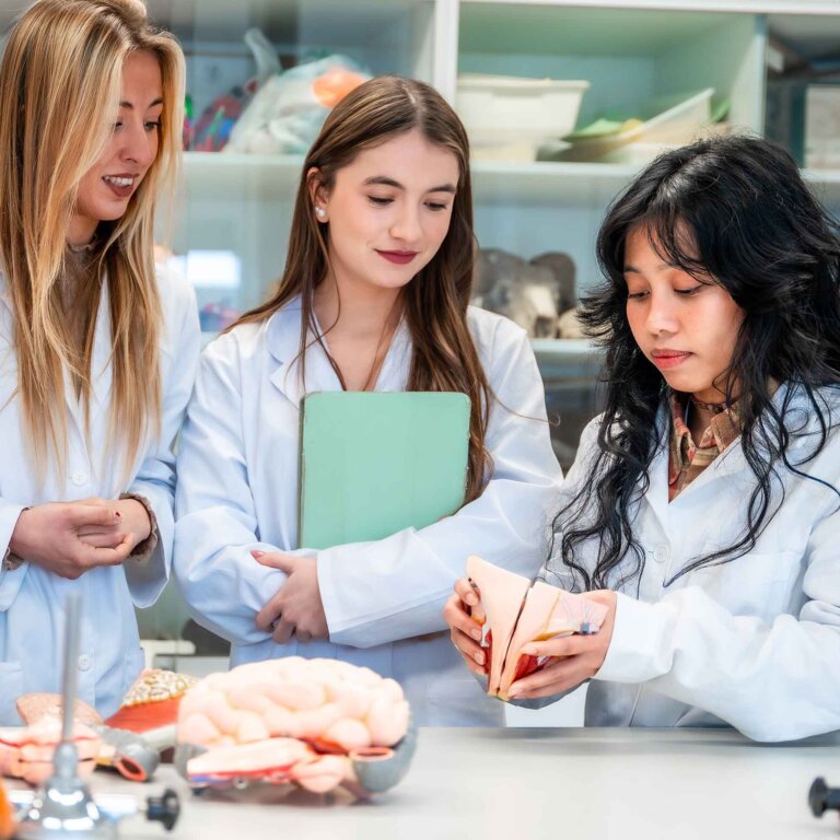 three students wearing white coats interact with anatomy models