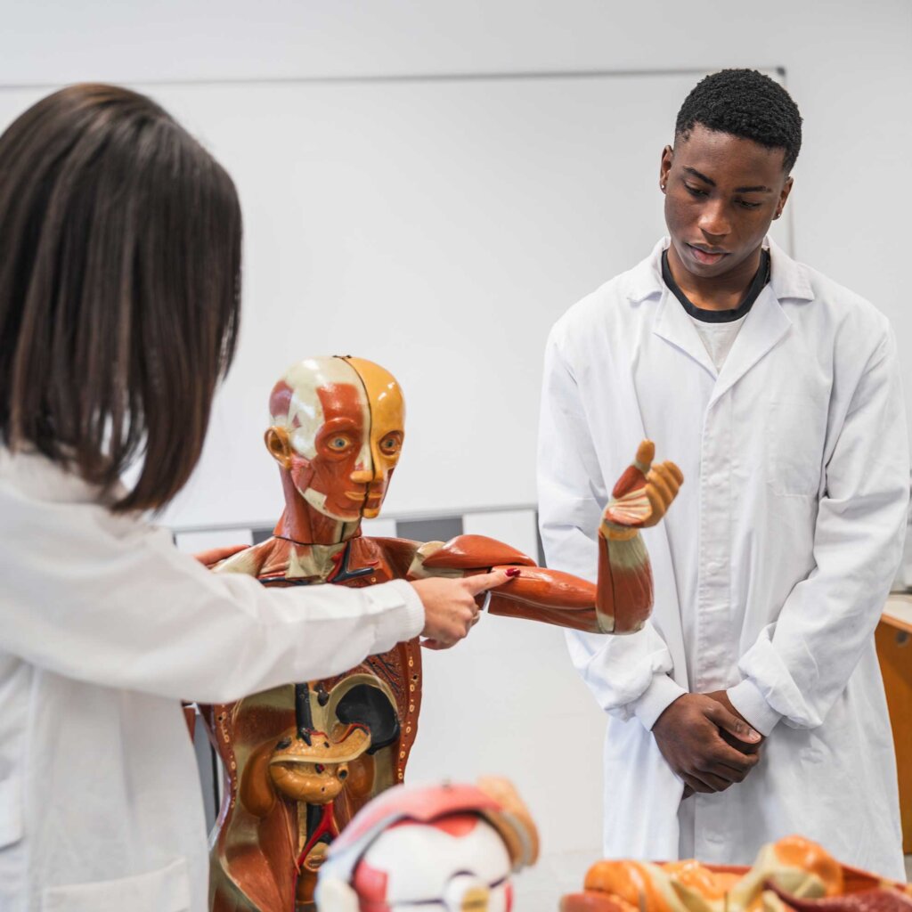 a student watches a professor point out areas on an anatomical model