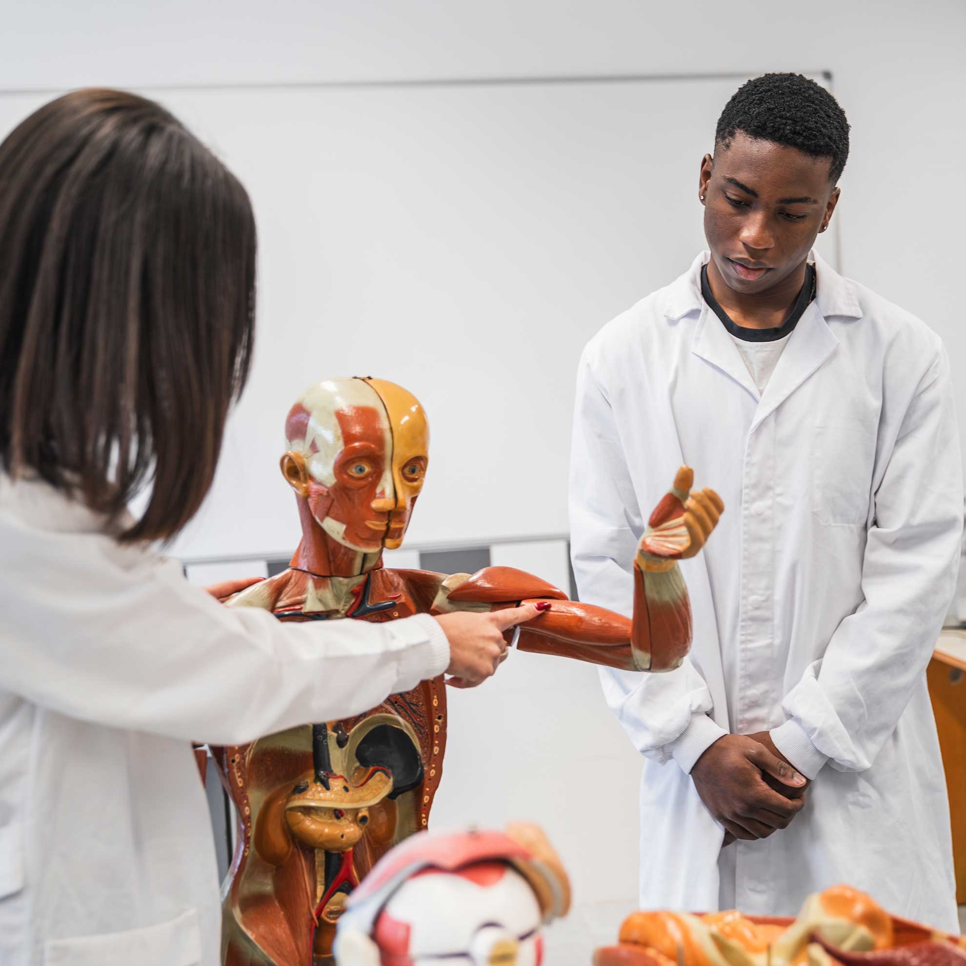 Human Biology - The Department of Natural Sciences