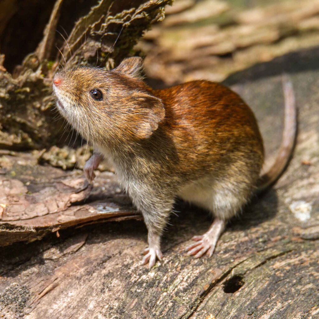 a bank vole sits on a log