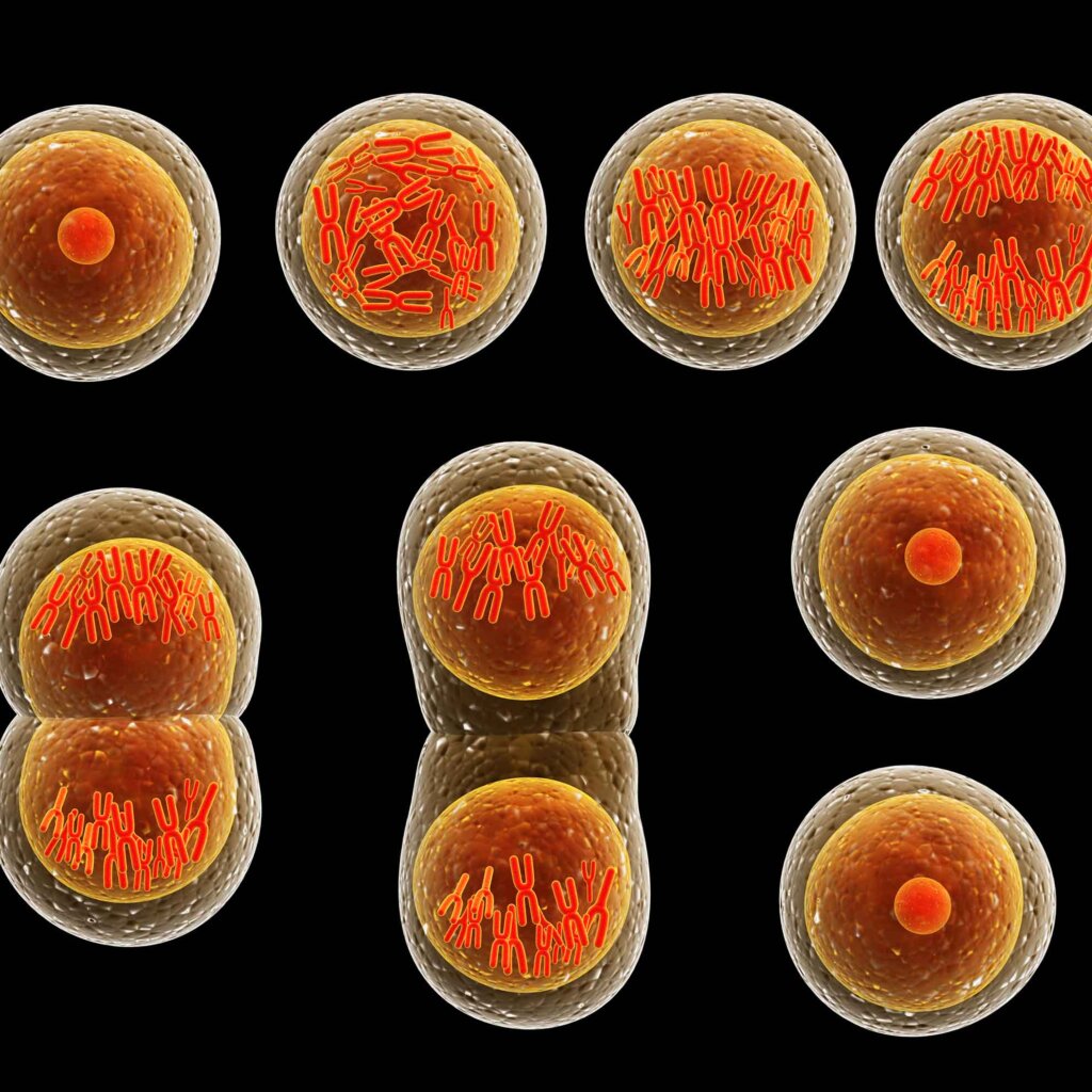 magnified cells dividing
