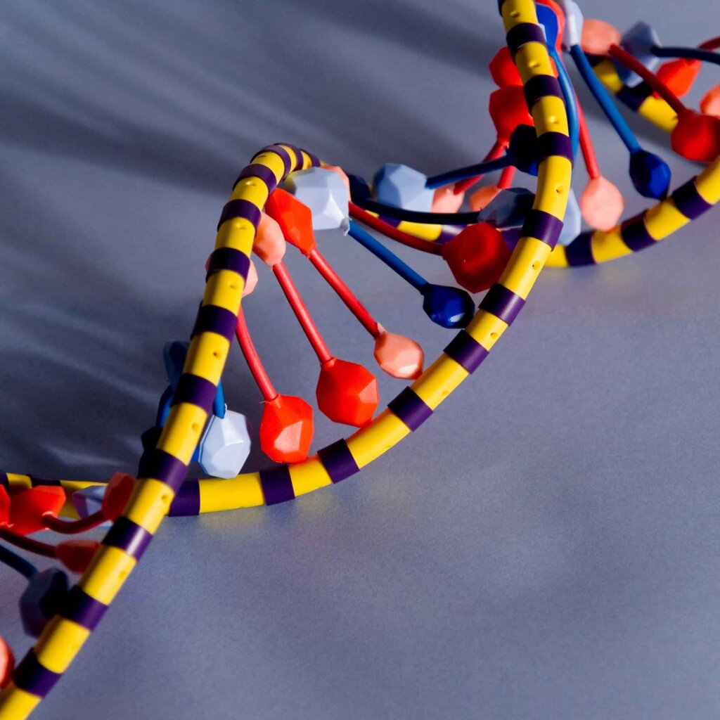 a multicolored plastic model of a dna helix