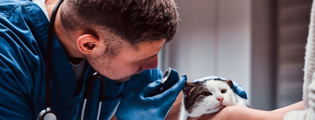 A veterinarian performs an ear examination on a cat