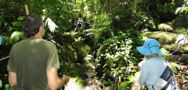 researchers perform survey work in the costa rican jungle