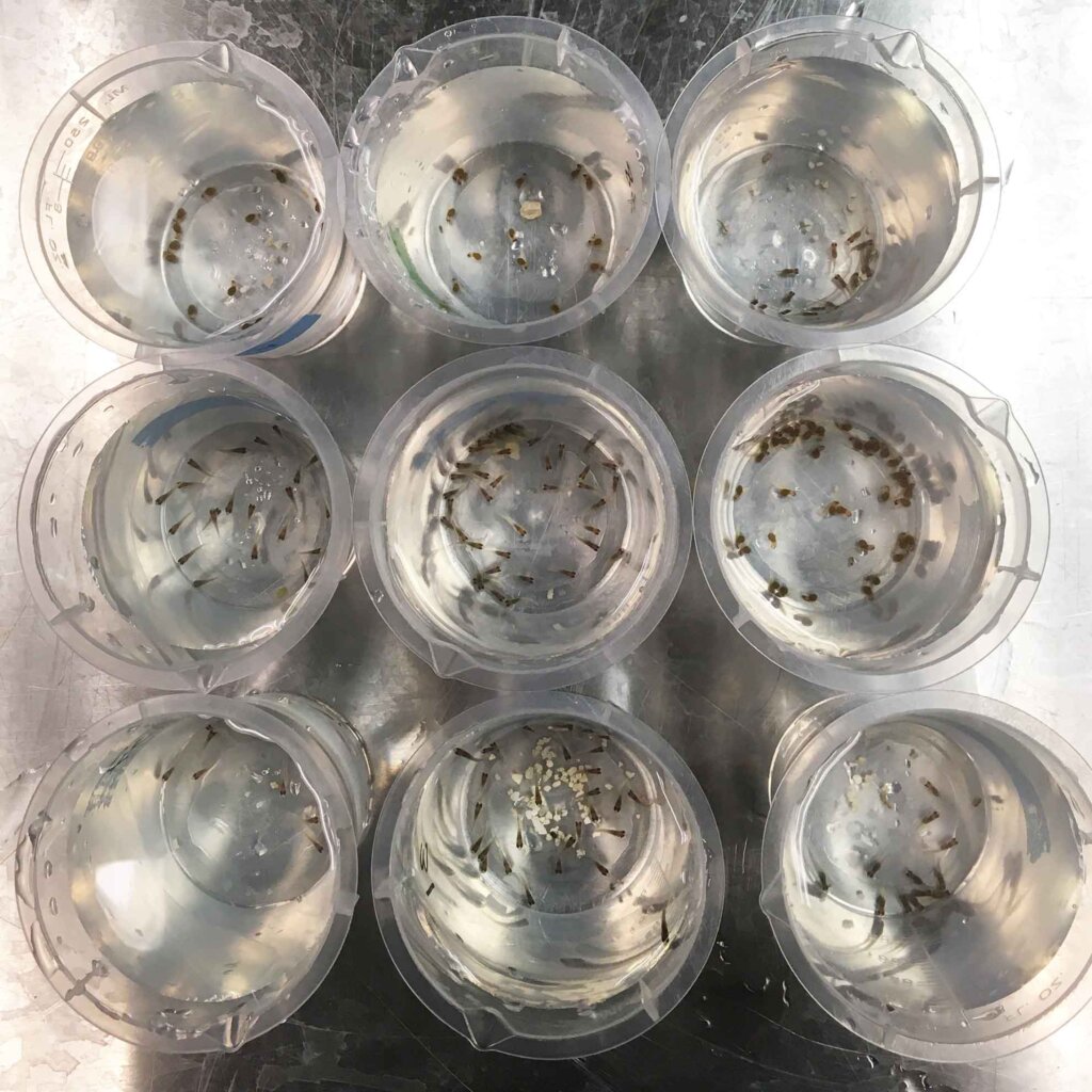 tiny fish swim in clear plastic cups