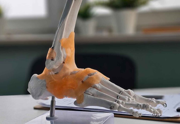 upclose view of a foot skeleton model