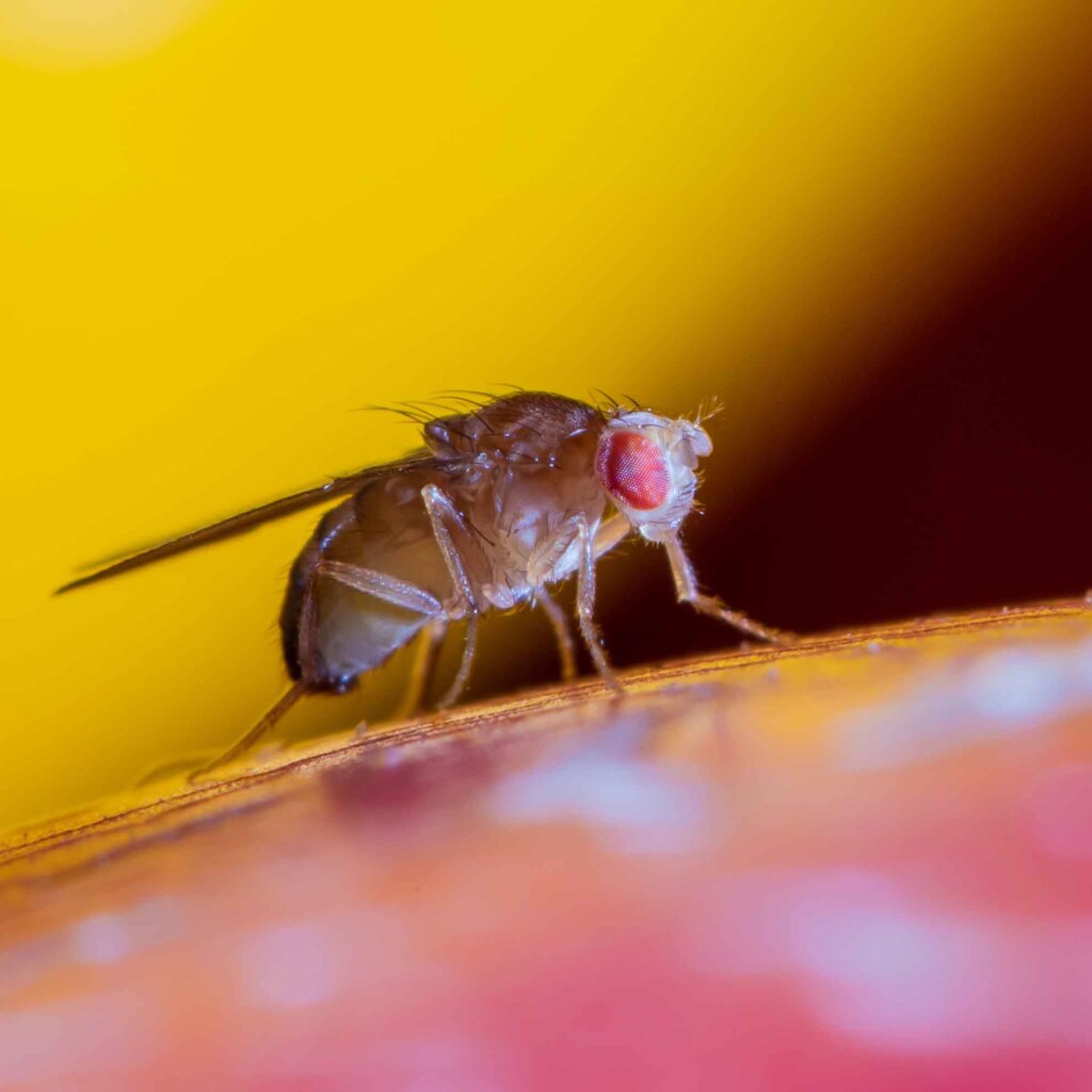 close up of a fruit fly on a red surface and yellow background