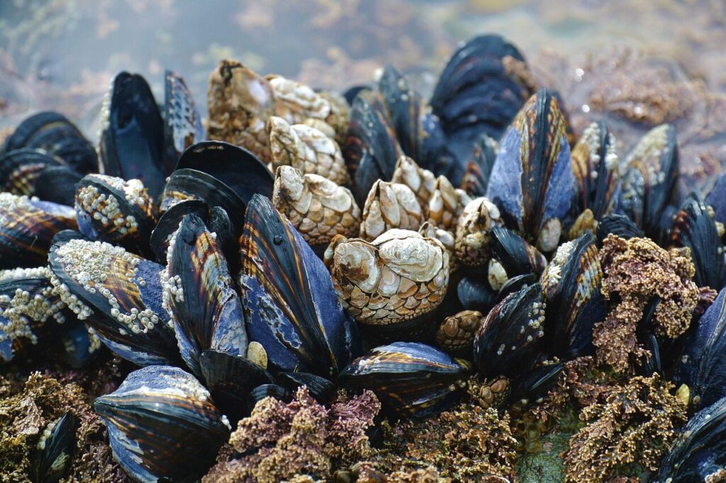 a cluster of mussels on the ocean floor