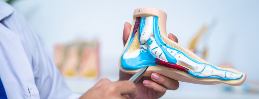 A podiatrist points out the parts of the foot