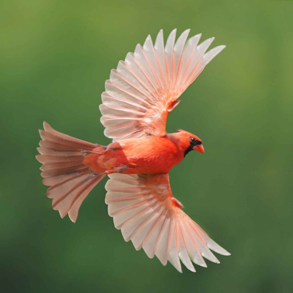 a red bird in flight against a green background