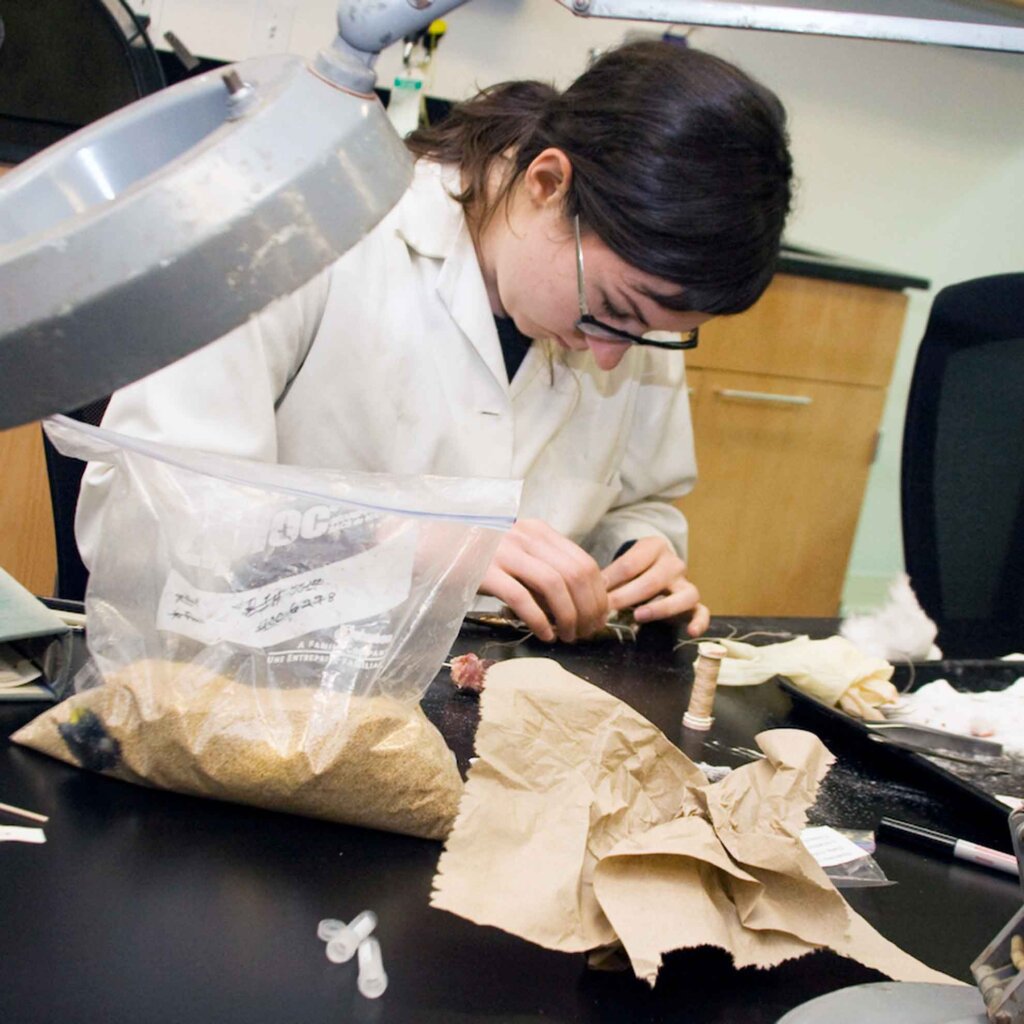 a student works on a taxidermy project