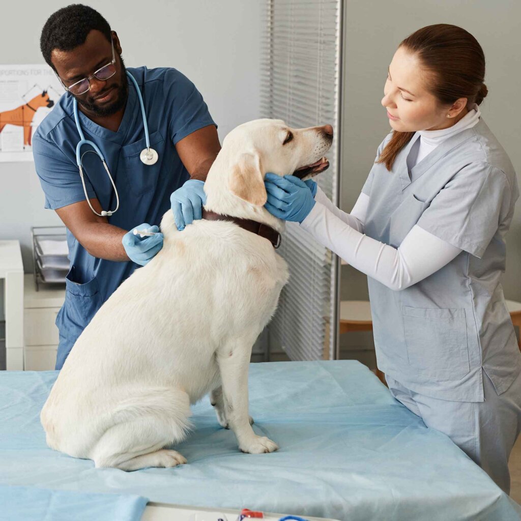 two students perform an exam on a labrador retriever