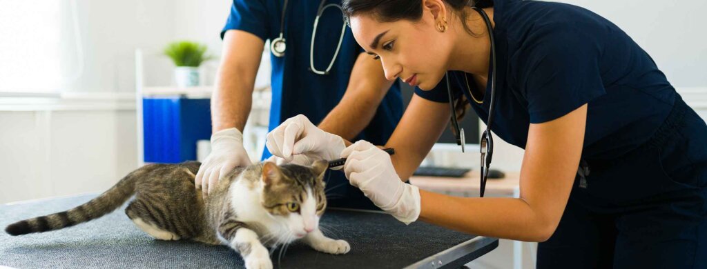 A student helps examine a cat
