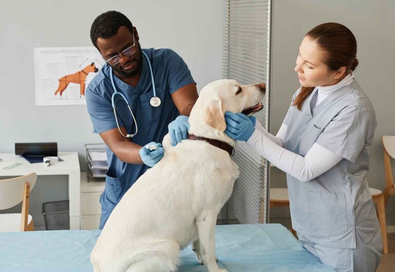 a student helps a vet examine a dog