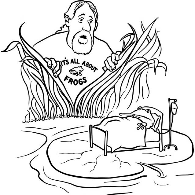 illustration of a man parting tall grass to look at a frog in a sick bed floating on a lily pad.