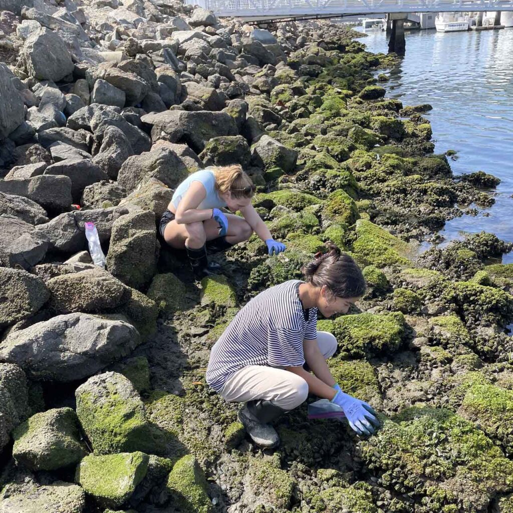 two students collect specins on a rocky shore