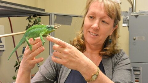 Marion Preest holds a reptile